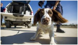 detection dog